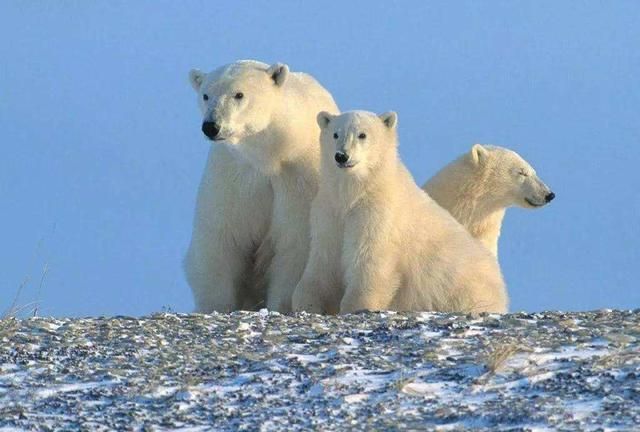 为什么只有怀孕的北极熊能冬眠？冰封的雪地上雄性该如何狩猎？