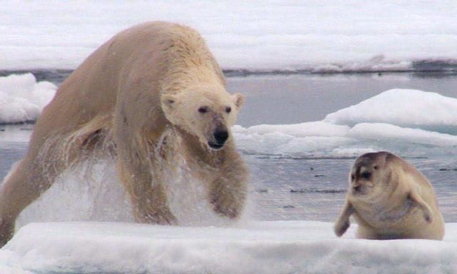 为什么只有怀孕的北极熊能冬眠？冰封的雪地上雄性该如何狩猎？