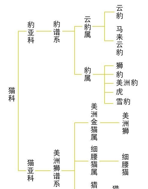 神秘的美洲狮，善于社交的独居者，它们能把食物共享