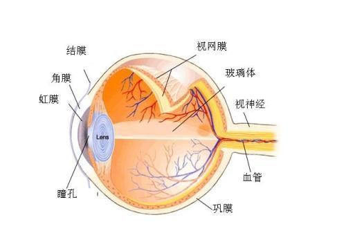 眼管家：人的眼睛是由什么组成的？