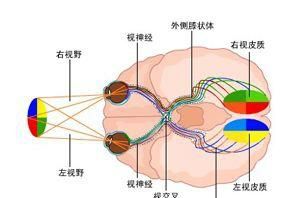 眼管家：人的眼睛是由什么组成的？