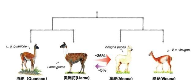 “神兽”羊驼，究竟是羊还是驼？