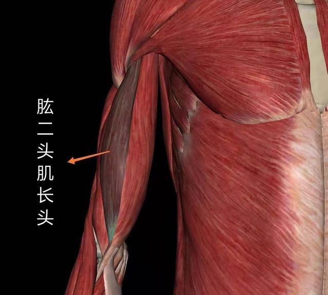 如何拥有肱二头肌(小学生怎么能快速拥有肱二头肌)图1