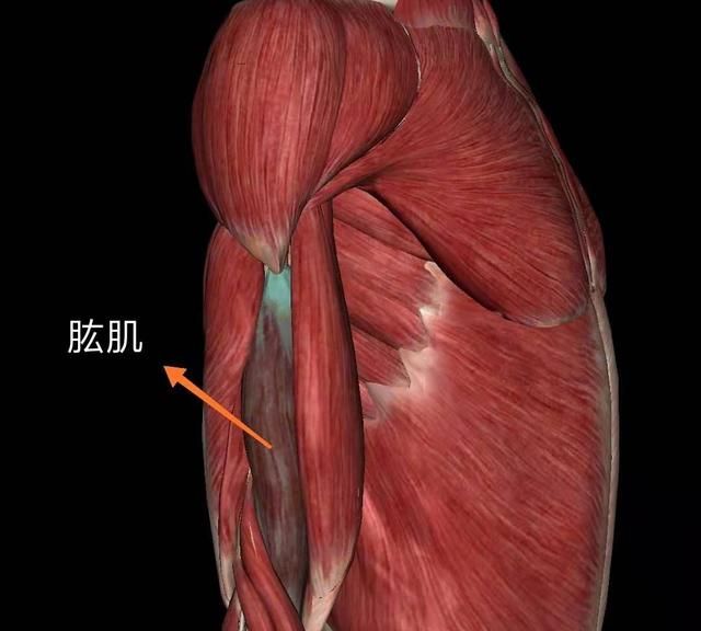 如何拥有肱二头肌(小学生怎么能快速拥有肱二头肌)图3