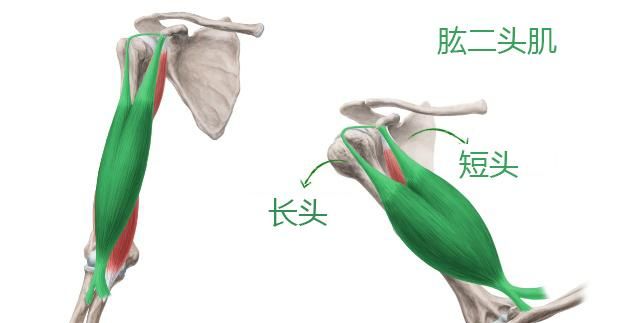 如何拥有肱二头肌(小学生怎么能快速拥有肱二头肌)图15