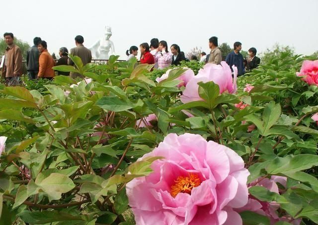 牡丹花里最早开是什么颜色的花,牡丹花没开花前辨别花的颜色图8