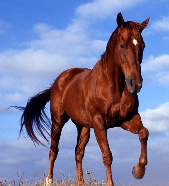 历史上最有名的马是什么马,历史上比较有名的马图3