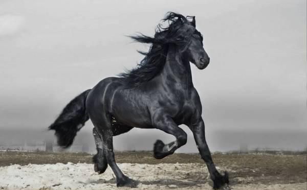 历史上最有名的马是什么马,历史上比较有名的马图4