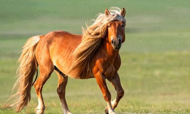 历史上最有名的马是什么马,历史上比较有名的马图6