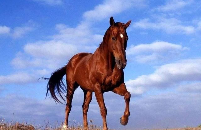 历史上最有名的马是什么马,历史上比较有名的马图9