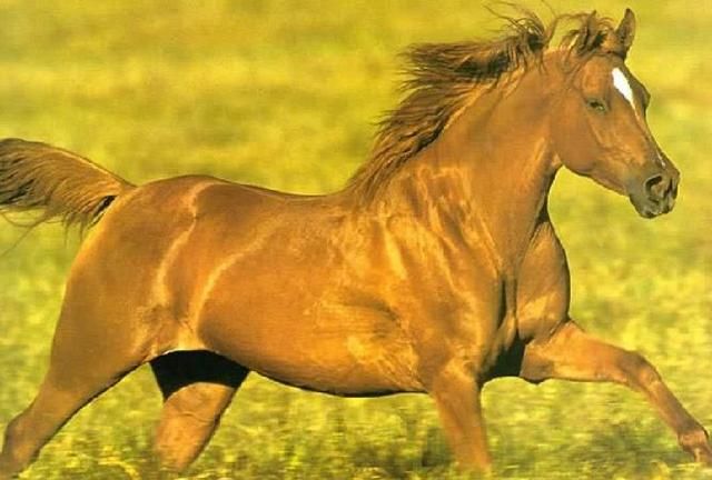 历史上最有名的马是什么马,历史上比较有名的马图11