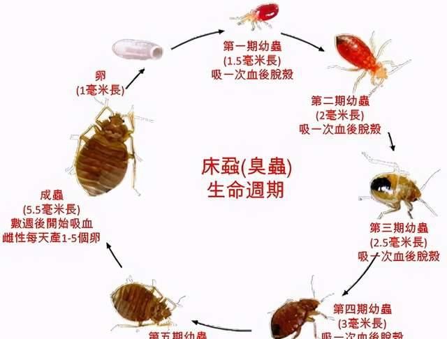 如何消灭臭虫,如何消灭臭虫子图10