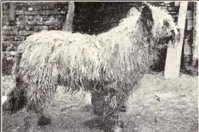 科普丨英国古代牧羊犬——大家熟知的那只“油漆狗”