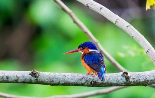 蓝耳翠鸟生活于溪流、湖泊，头顶和颈黑色，具蓝紫色横斑