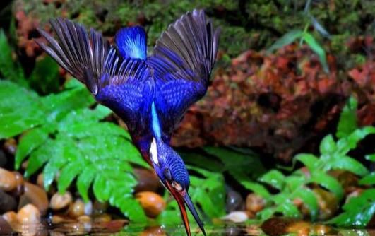蓝耳翠鸟生活于溪流、湖泊，头顶和颈黑色，具蓝紫色横斑