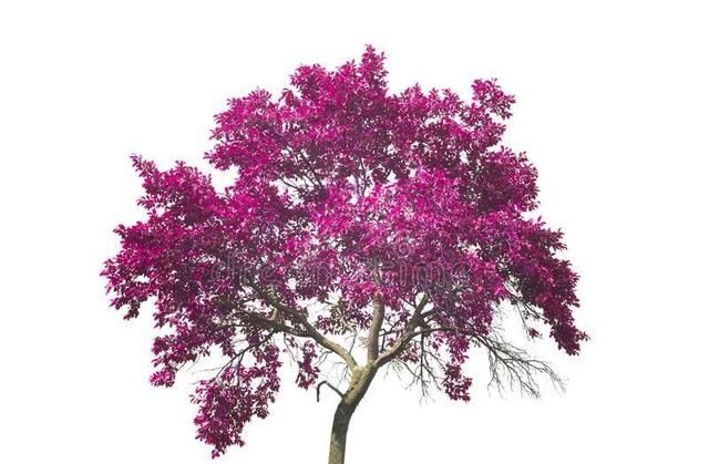 紫色树，开紫花，开过紫花结紫瓜，紫瓜里面装芝麻（打一植物）