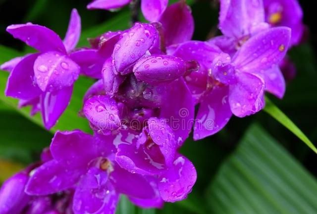 紫色树，开紫花，开过紫花结紫瓜，紫瓜里面装芝麻（打一植物）