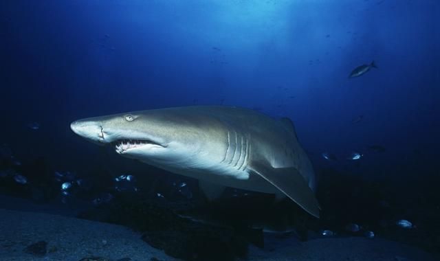人类和鲨鱼，哪一个和鲤鱼的亲缘关系更近？