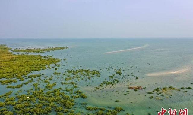 「美丽中国·网络媒体生态行」广西北海金海湾红树林“海上森林”白鹭飞舞