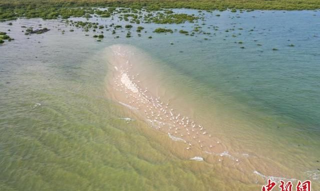 「美丽中国·网络媒体生态行」广西北海金海湾红树林“海上森林”白鹭飞舞