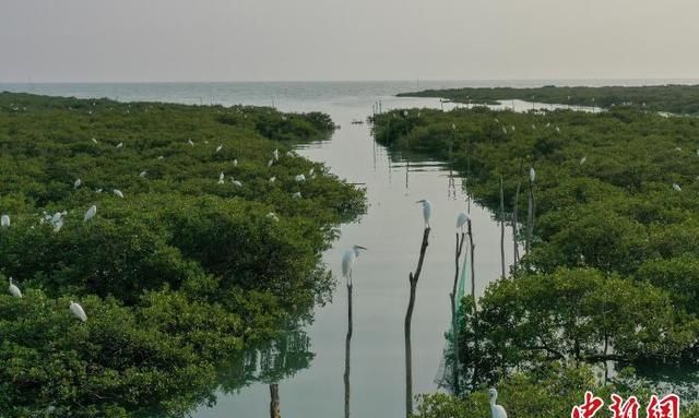 「美丽中国·网络媒体生态行」广西北海金海湾红树林“海上森林”白鹭飞舞