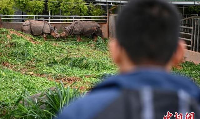 探访生活在广州的亚洲独角犀牛