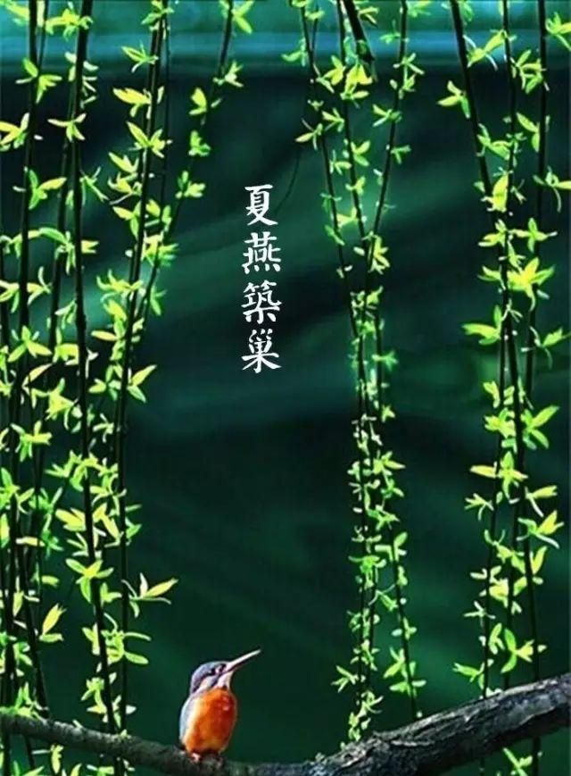 夜读 | 谷雨：草树知春不久归，百般红紫斗芳菲