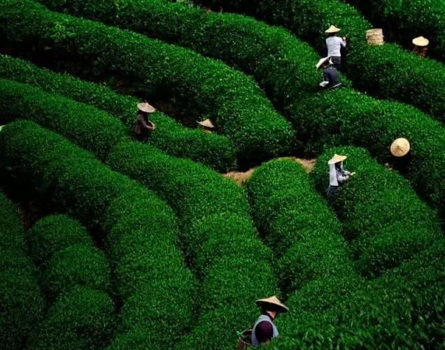 夜读 | 谷雨：草树知春不久归，百般红紫斗芳菲