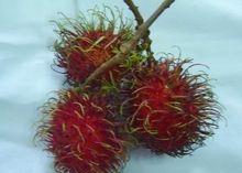 红色长毛水果能泡水喝的有点酸有维生素泡开的水是红的,火龙果长毛还能吃吗